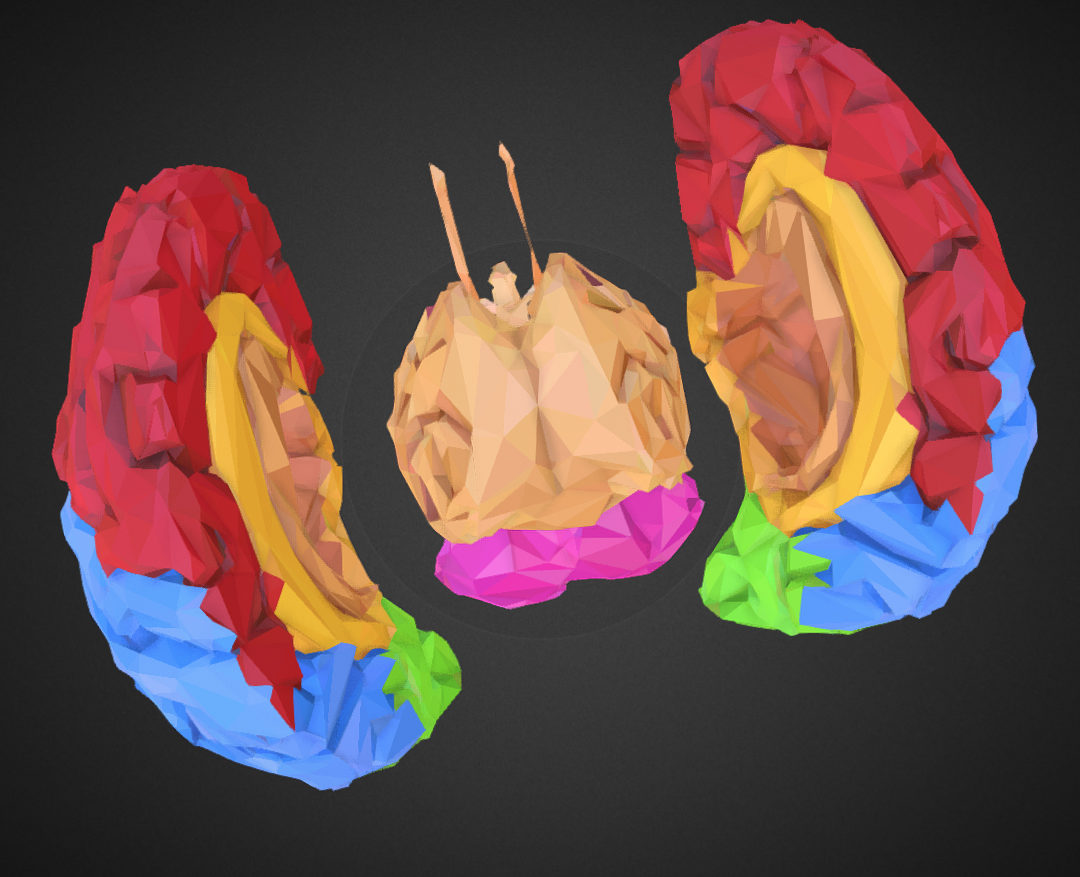 low polygon art medical brain color 3d model 3ds 270574