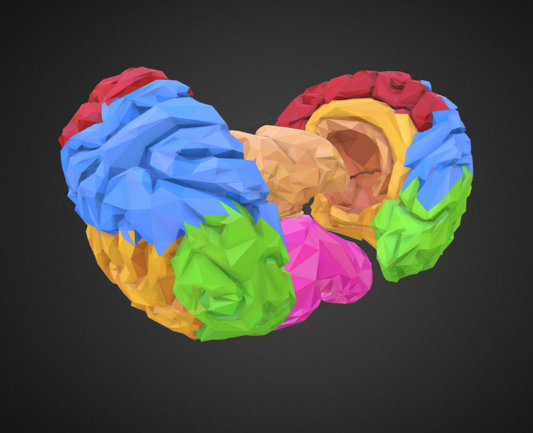 low polygon art medical brain color 3d model 3ds 270575