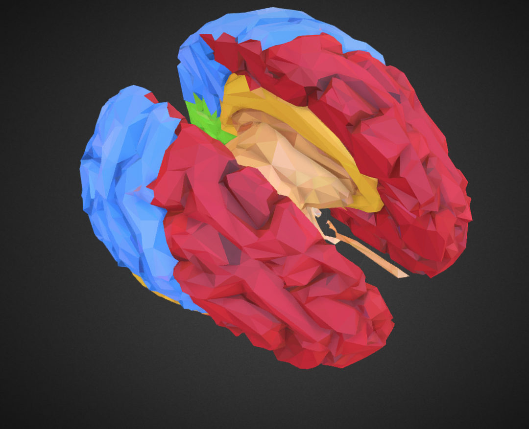 low polygon art medical brain color 3d model 3ds 270577