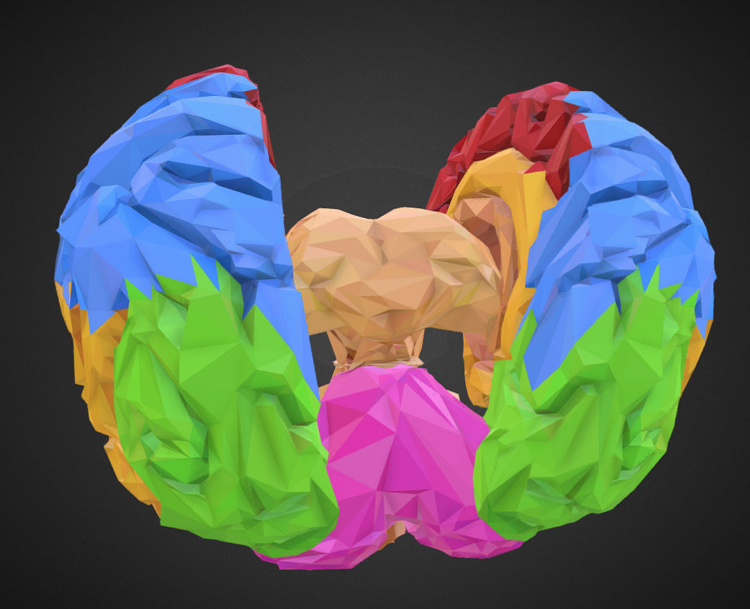 low polygon art medical brain color 3d model 3ds 270578