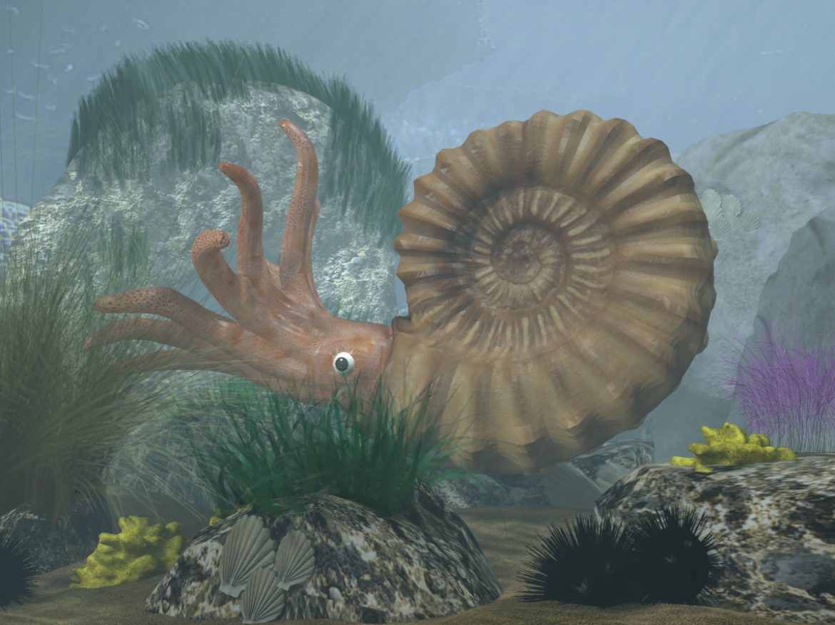 ammonite with complete underwater scene 3d model max fbx  obj 270743
