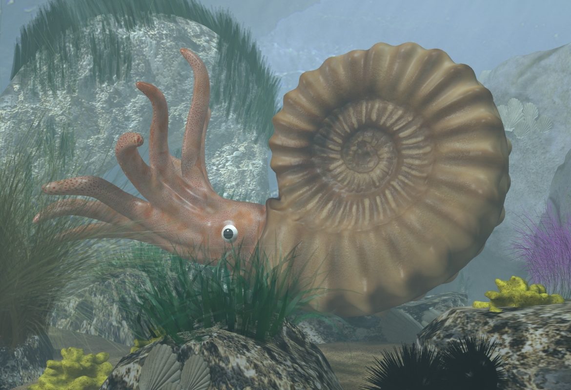 ammonite with complete underwater scene 3d model max fbx  obj 270745
