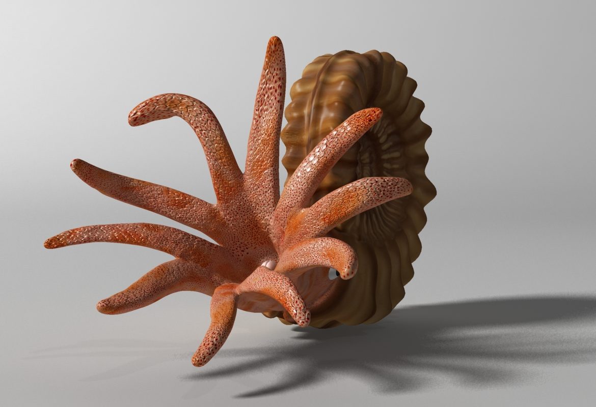 ammonite with complete underwater scene 3d model max fbx  obj 270748