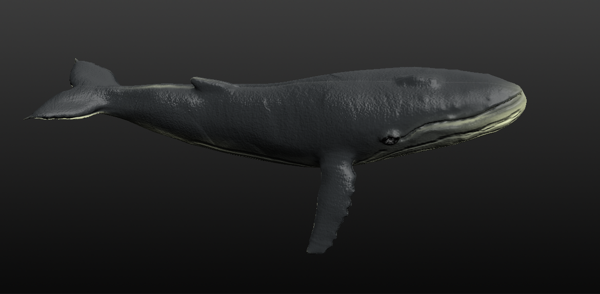 humpback whale 3d model blend 279910