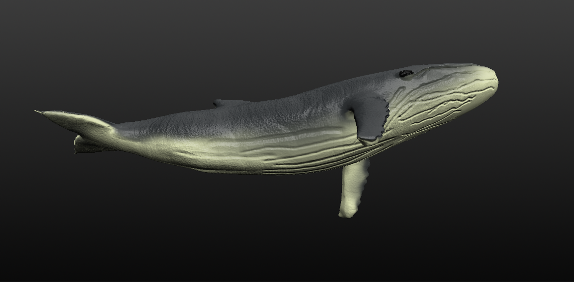 humpback whale 3d model blend 279911