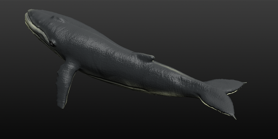 humpback whale 3d model blend 279912