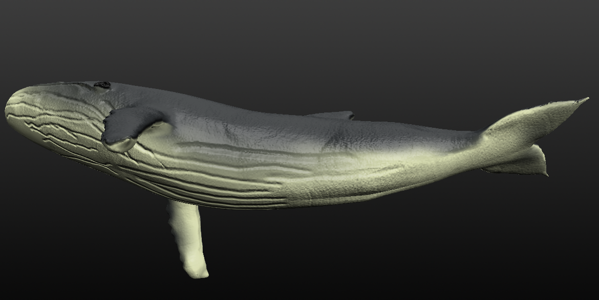 humpback whale 3d model blend 279914