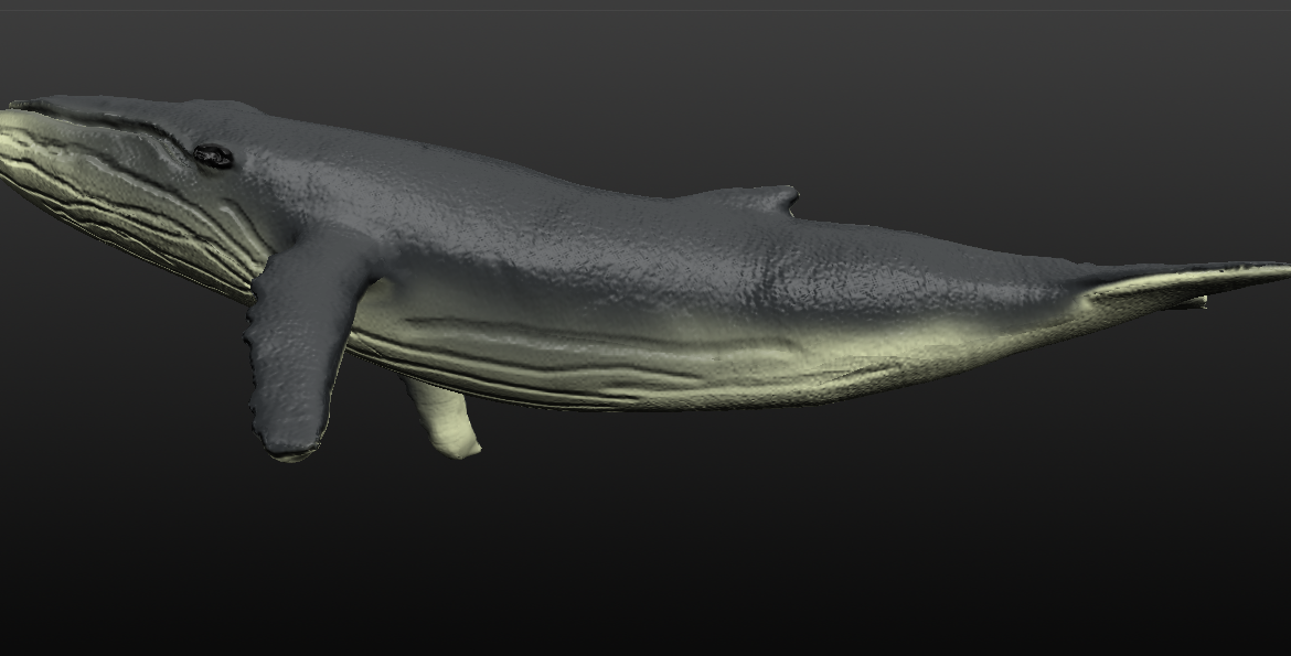 humpback whale 3d model blend 279915