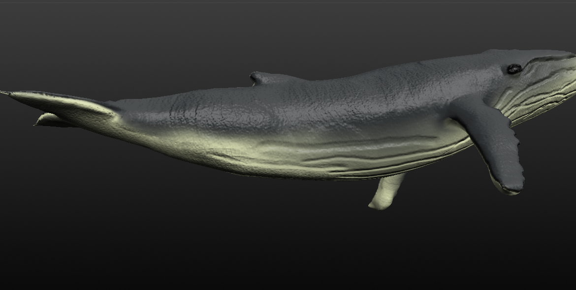 humpback whale 3d model blend 279916
