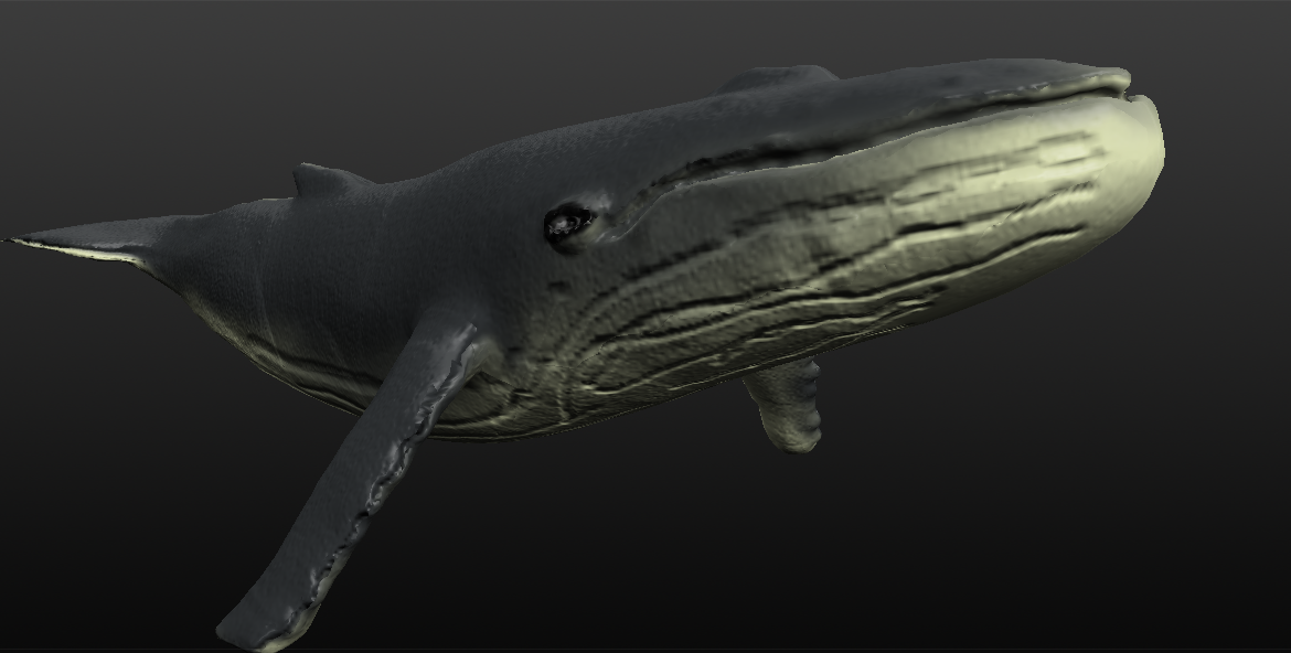 humpback whale 3d model blend 279917
