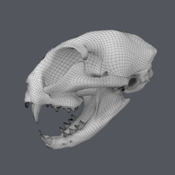 cat skull base mesh 3d model max fbx blend c4d ma mb  obj 318251
