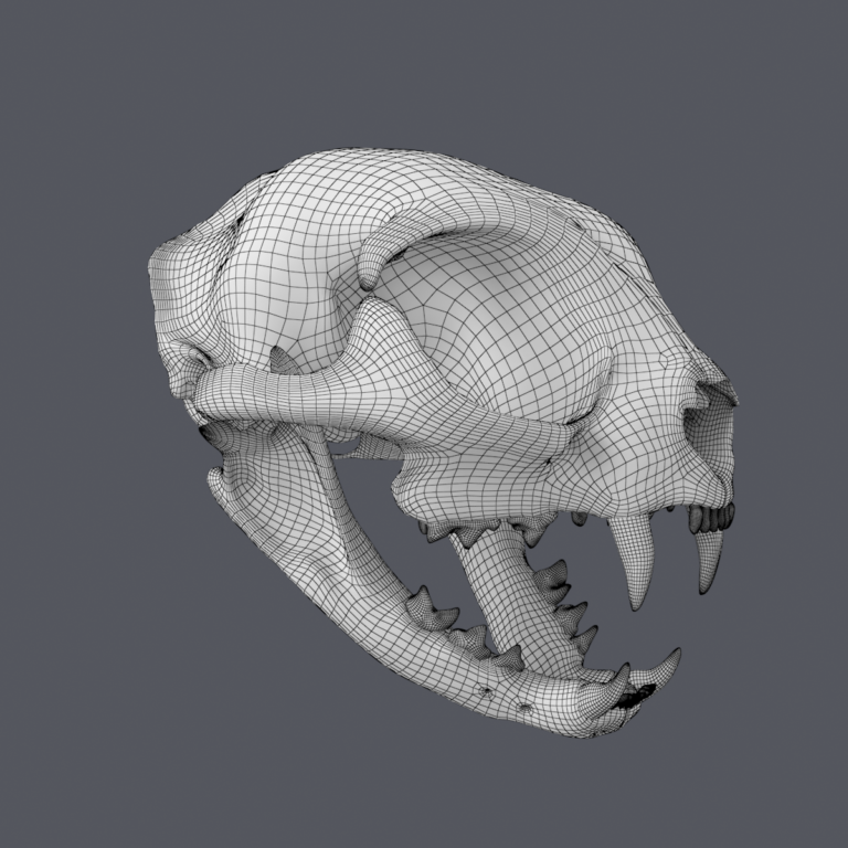 Cat Skull Base Mesh 3D Model - FlatPyramid
