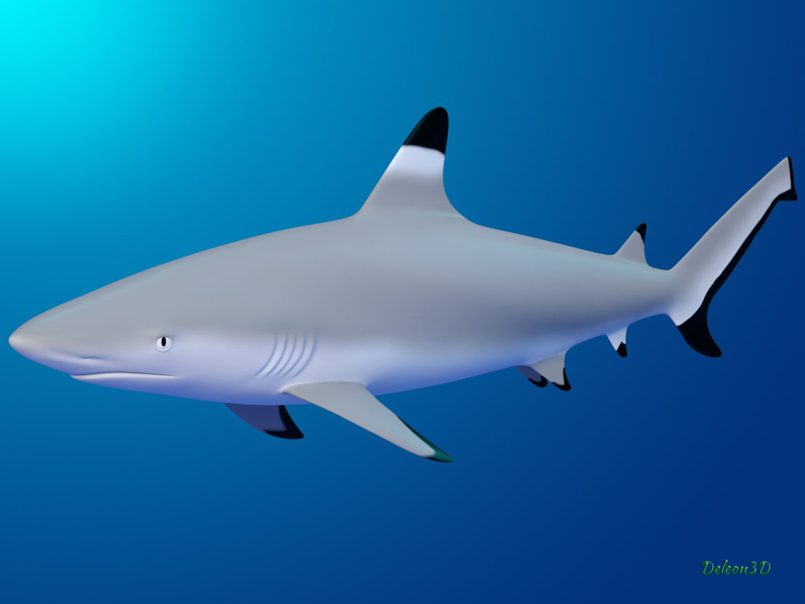 blacktip reef shark 3d model max fbx c4d lxo ma mb  obj 322290