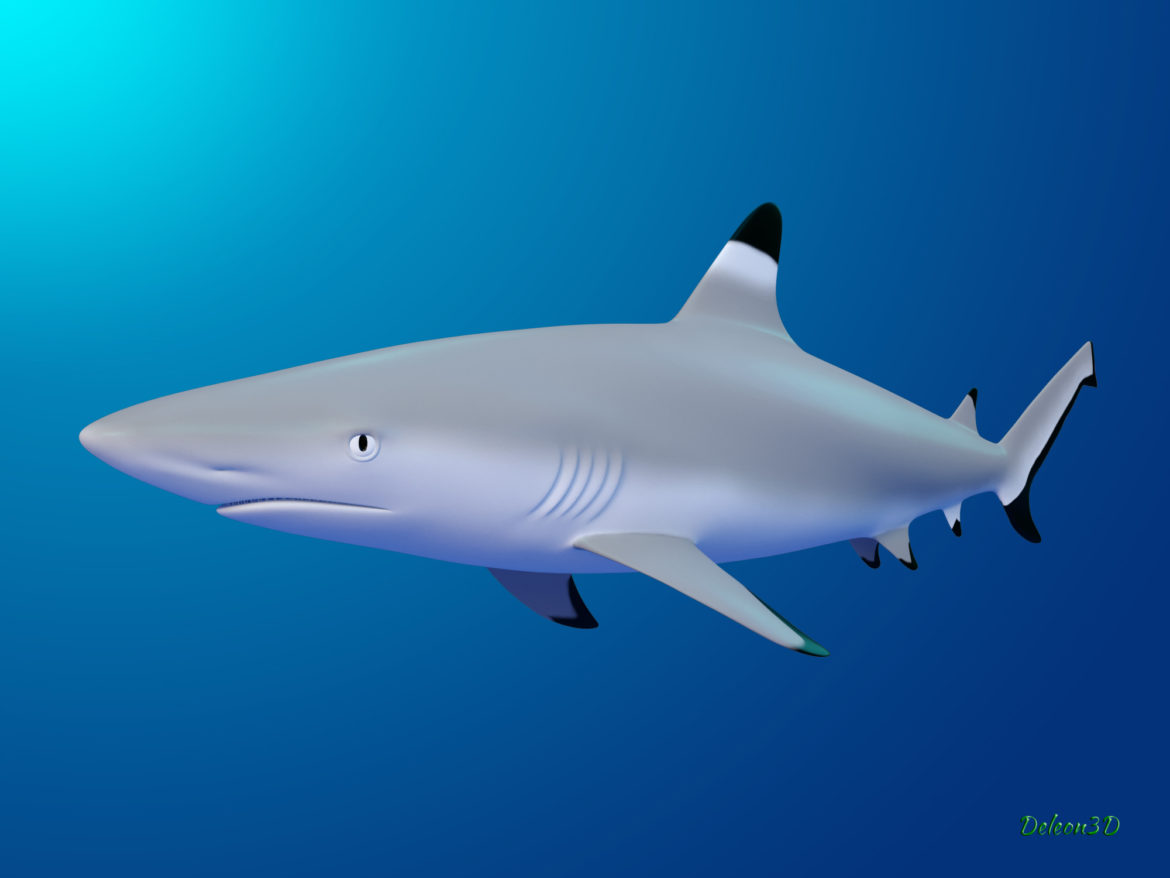 blacktip reef shark 3d model max fbx c4d lxo ma mb  obj 322291