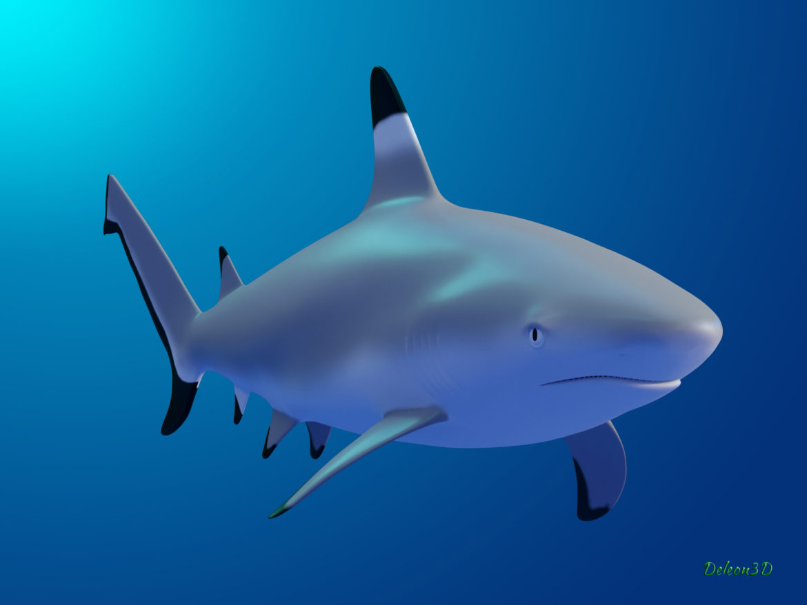 blacktip reef shark 3d model max fbx c4d lxo ma mb  obj 322293