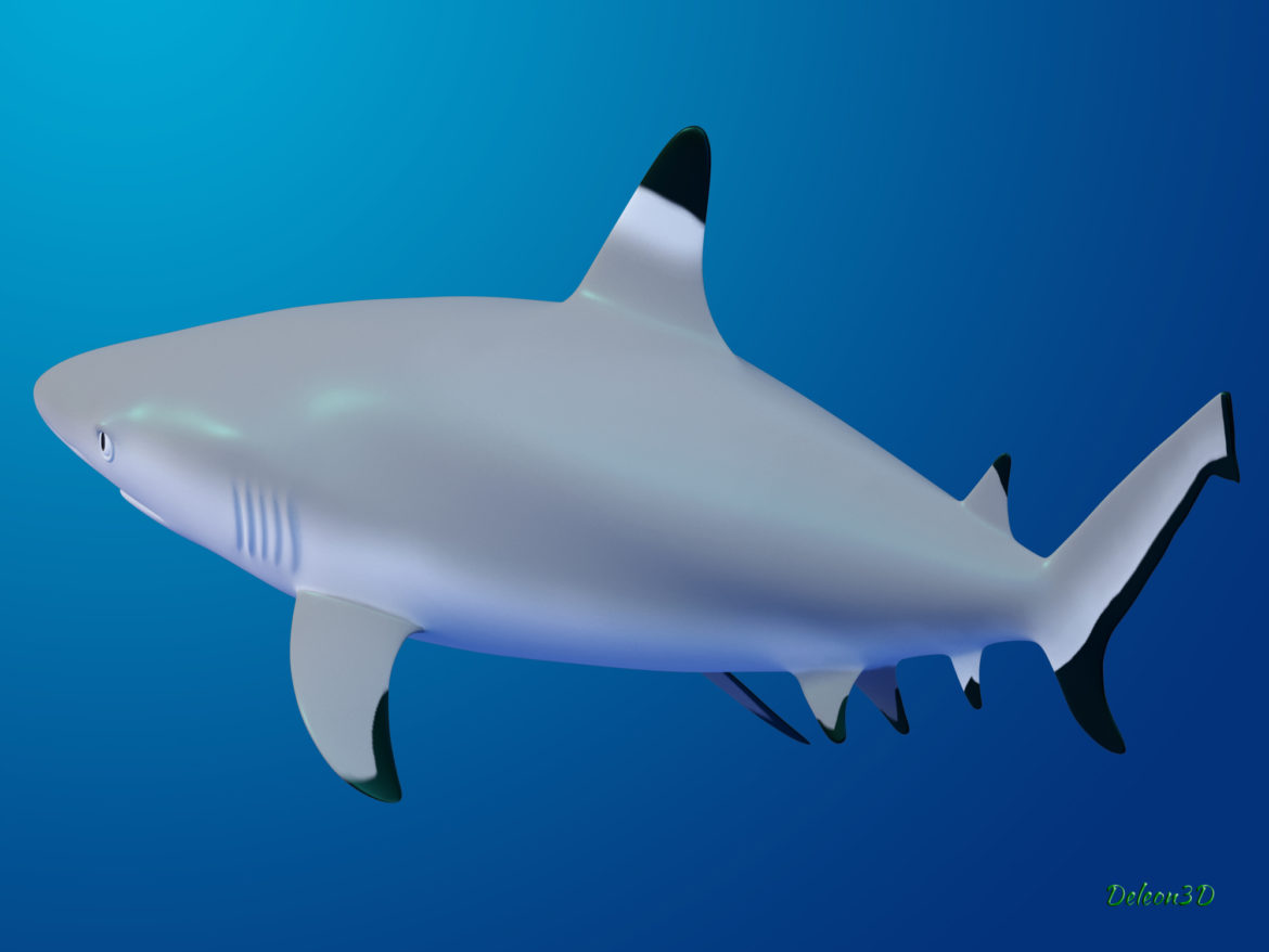 blacktip reef shark 3d model max fbx c4d lxo ma mb  obj 322294