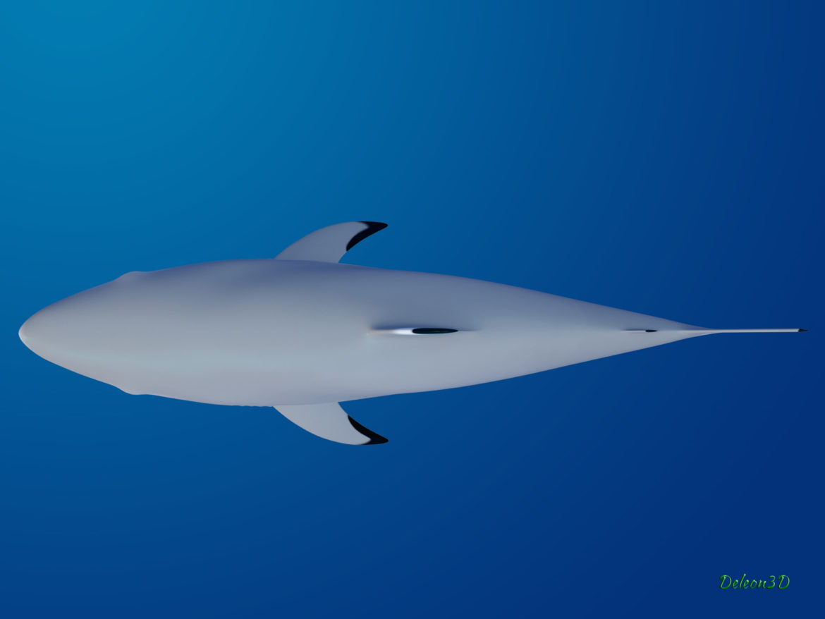 blacktip reef shark 3d model max fbx c4d lxo ma mb  obj 322295