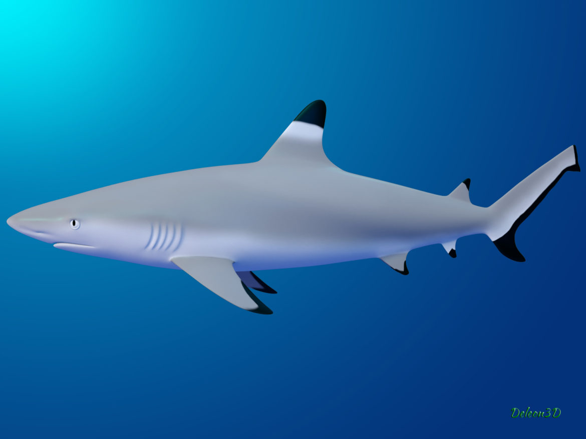 blacktip reef shark 3d model max fbx c4d lxo ma mb  obj 322297