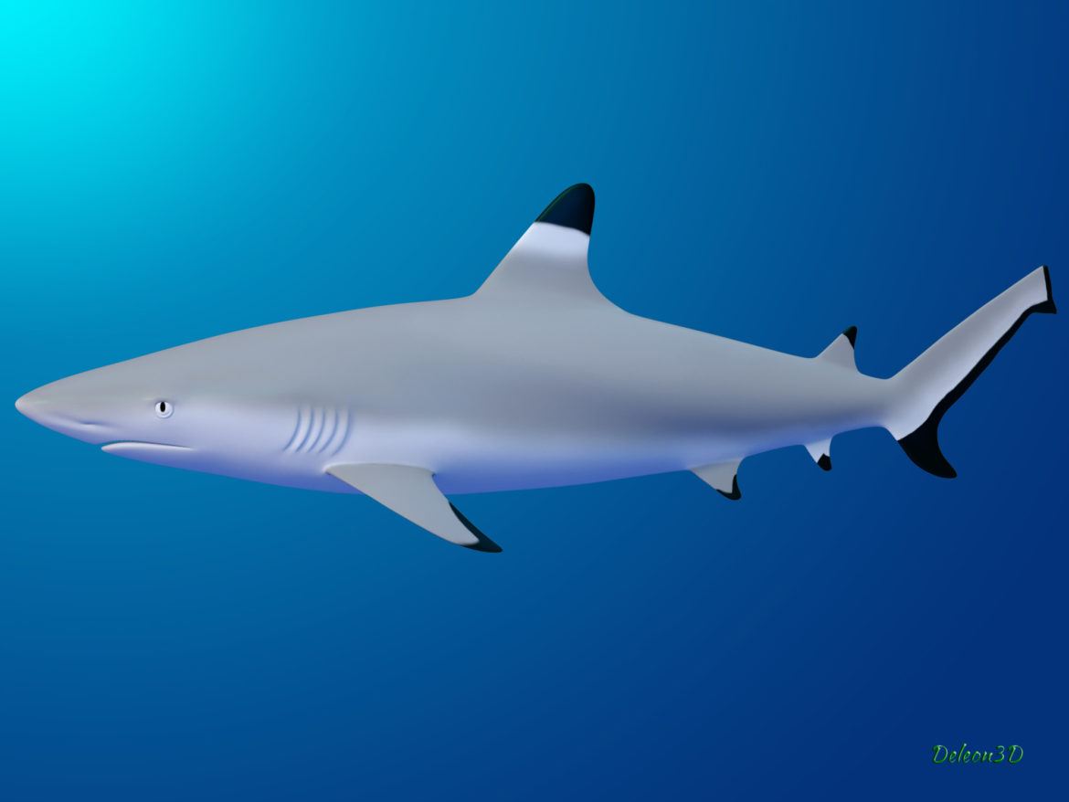 blacktip reef shark 3d model max fbx c4d lxo ma mb  obj 322298
