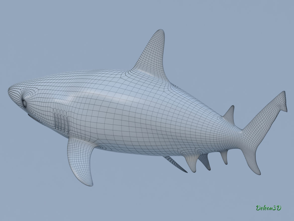 blacktip reef shark 3d model max fbx c4d lxo ma mb  obj 322300
