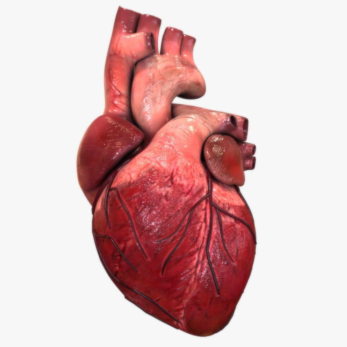  <a class="continue" href="https://www.flatpyramid.com/3d-models/medical-3d-models/anatomy/human-heart/">Continue Reading<span> Human Heart</span></a>