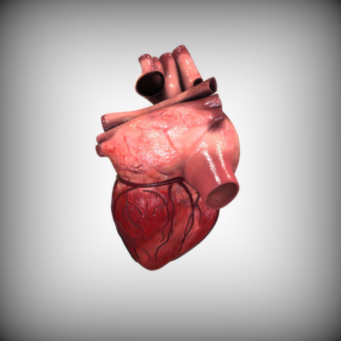 <a class="continue" href="https://www.flatpyramid.com/3d-models/medical-3d-models/anatomy/human-heart/">Continue Reading<span> Human Heart</span></a>