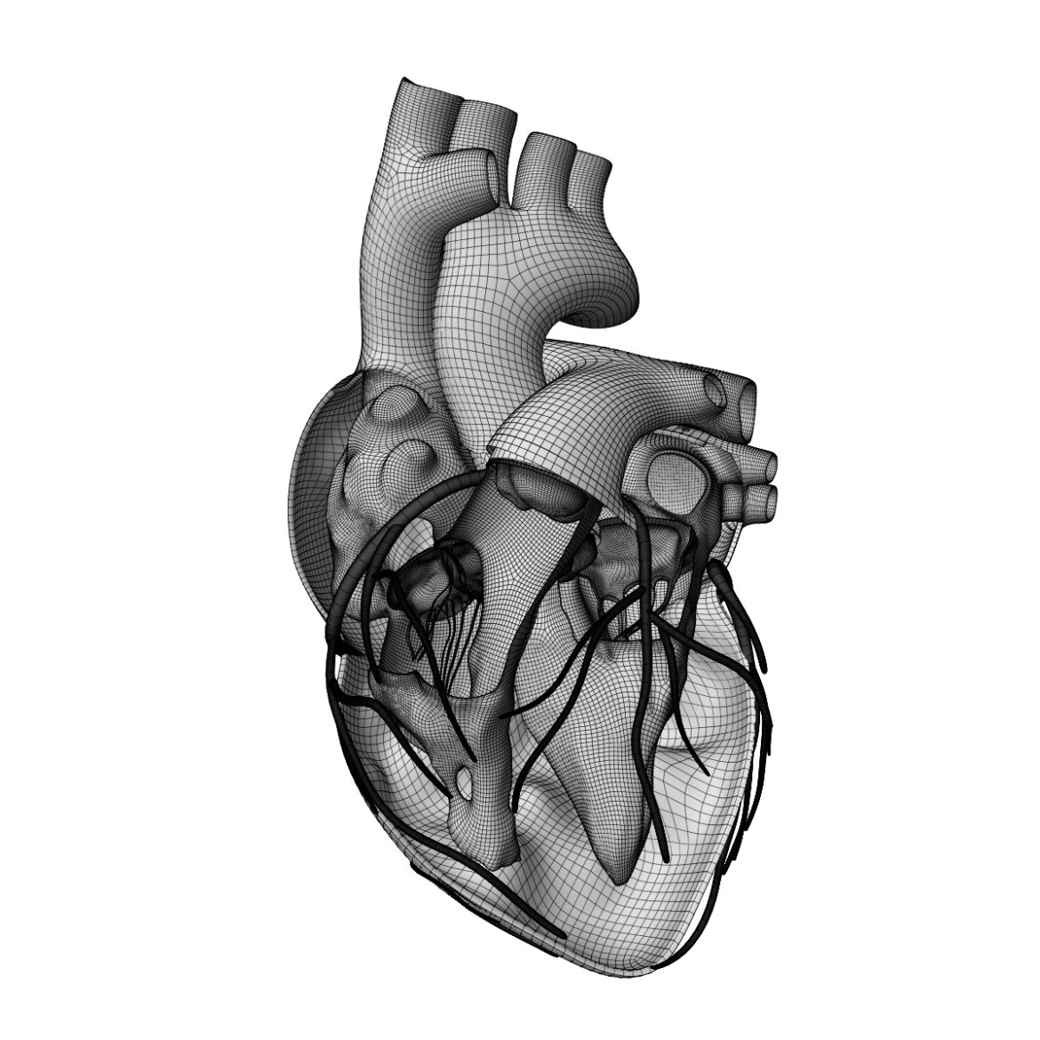  <a class="continue" href="https://www.flatpyramid.com/3d-models/medical-3d-models/anatomy/human-heart-anatomy/">Continue Reading<span> Human Heart Anatomy</span></a>