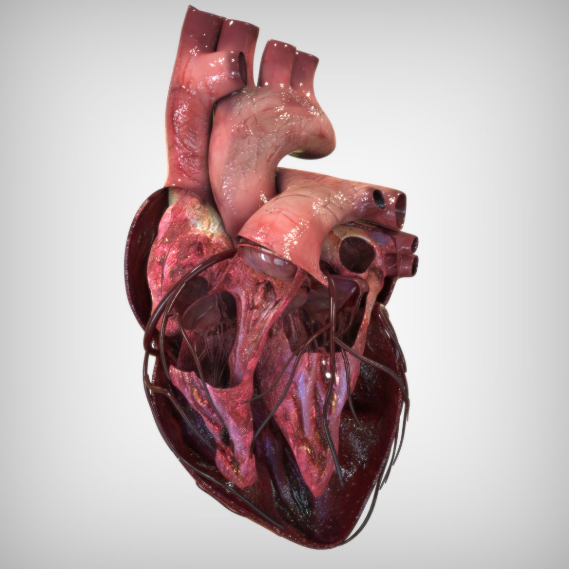  <a class="continue" href="https://www.flatpyramid.com/3d-models/medical-3d-models/anatomy/human-heart-anatomy/">Continue Reading<span> Human Heart Anatomy</span></a>