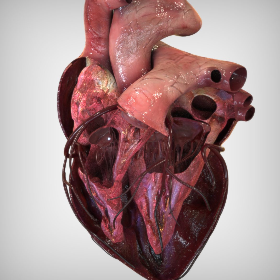  <a class="continue" href="https://www.flatpyramid.com/3d-models/medical-3d-models/anatomy/human-heart-anatomy/">Continue Reading<span> Human Heart Anatomy</span></a>
