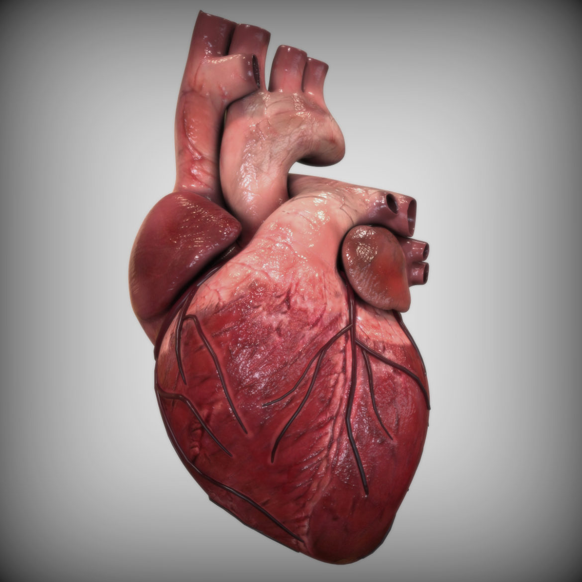  <a class="continue" href="https://www.flatpyramid.com/3d-models/medical-3d-models/anatomy/human-heart-anatomy/">Continue Reading<span> Human Heart Anatomy</span></a>