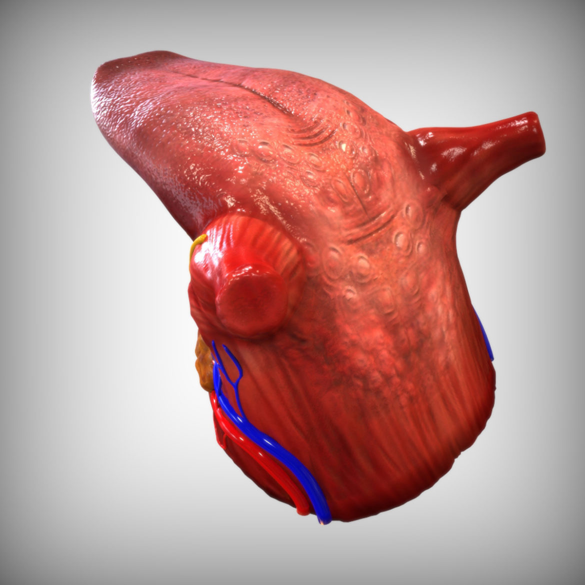 <a class="continue" href="https://www.flatpyramid.com/3d-models/medical-3d-models/anatomy/four-senses-collection/">Continue Reading<span> Four Senses Collection</span></a>