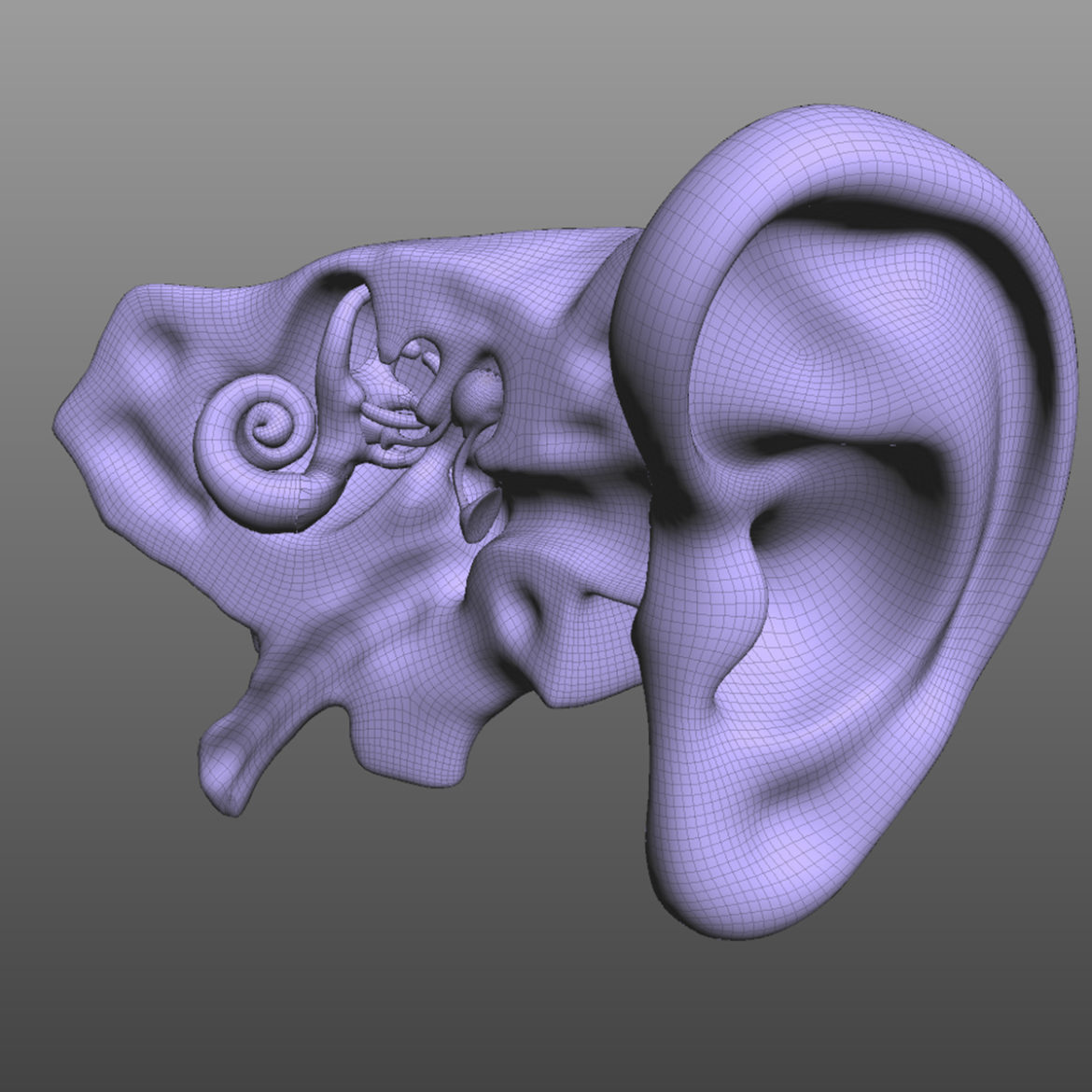  <a class="continue" href="https://www.flatpyramid.com/3d-models/medical-3d-models/anatomy/four-senses-collection/">Continue Reading<span> Four Senses Collection</span></a>
