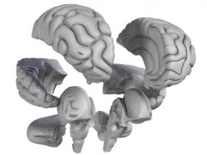 Brain 3D Model - FlatPyramid