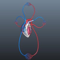 human blood circulation of heart 3d model ma mb 128917
