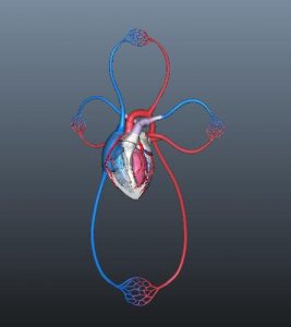 3d Human Blood Circulation Of Heart 3d Model Flatpyramid