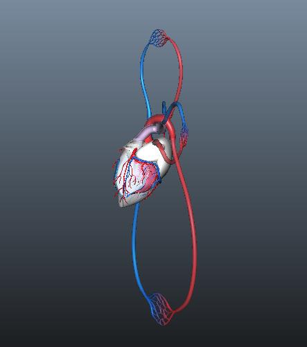 human blood circulation of heart 3d model ma mb 128918