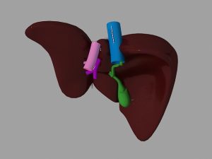 Liver 3d Model Flatpyramid