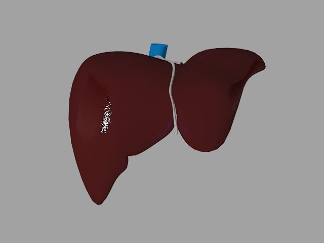 liver 3d model max 155461