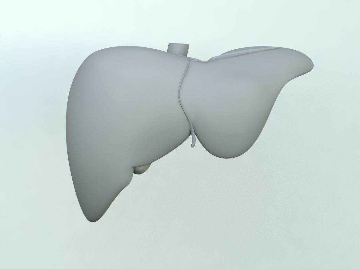 liver 3d model max 155463