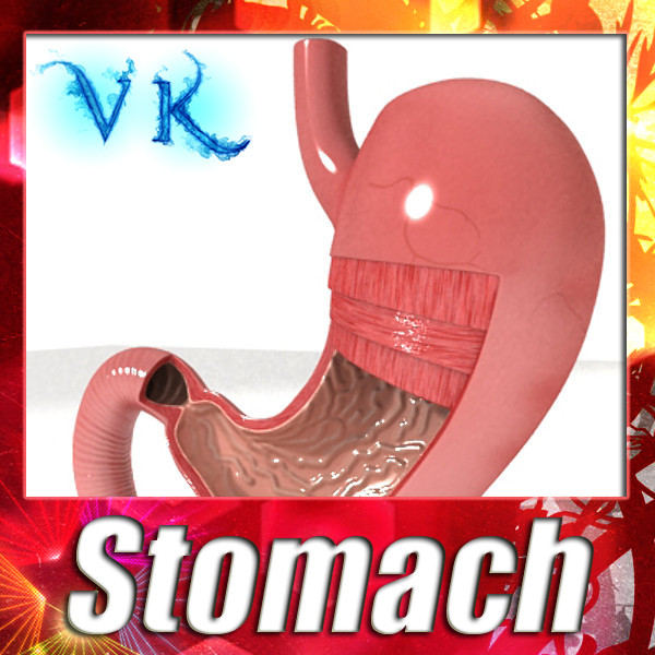 realistic stomach with cutaway 3d model 3ds max fbx obj 129806