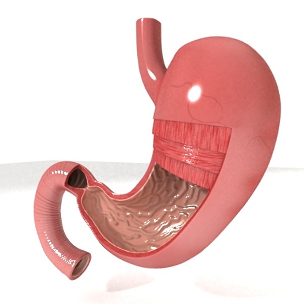 realistic stomach with cutaway 3d model 3ds max fbx obj 129807