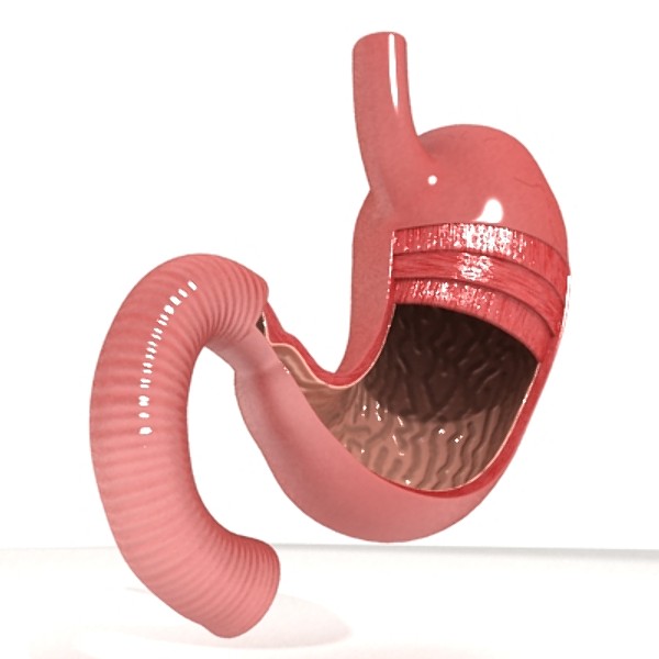 realistic stomach with cutaway 3d model 3ds max fbx obj 129808