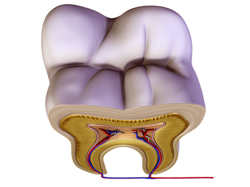 tooth v2 3d model 3ds max c4d lwo ma mb obj 158584