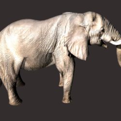 african elephant 3d model 3ds dxf fbx dae obj 132292
