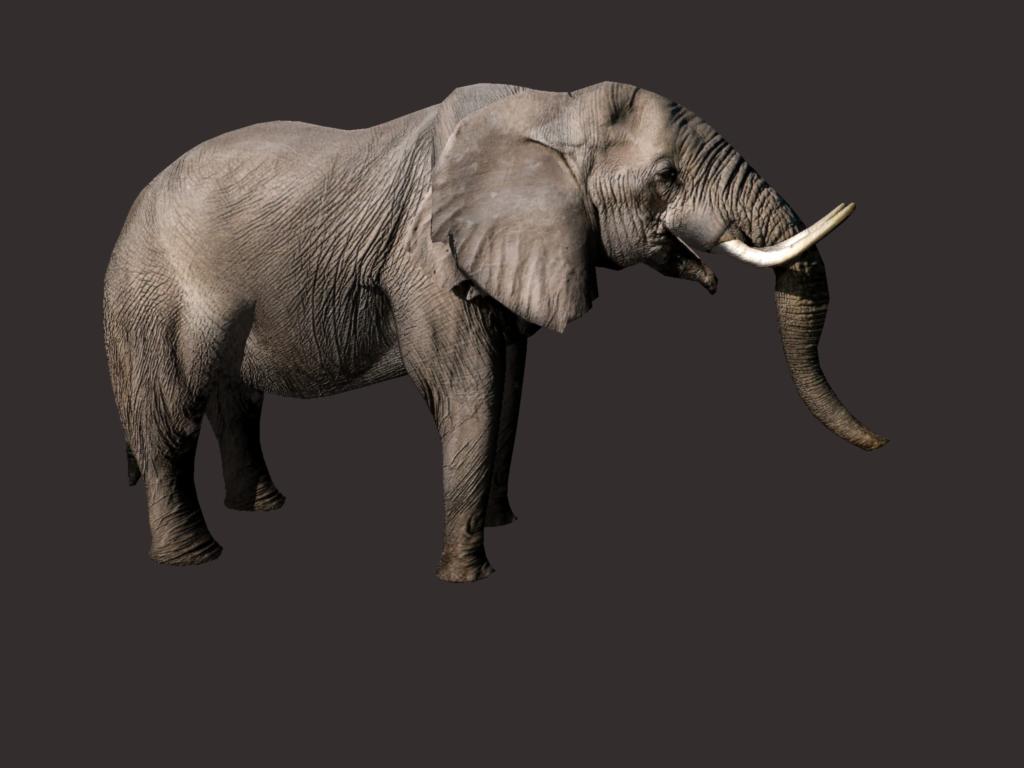 african elephant 3d model 3ds dxf fbx dae obj 132296