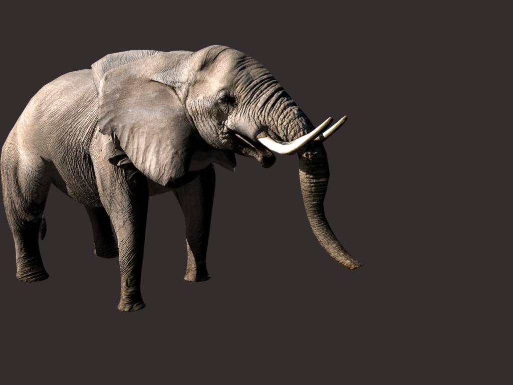 african elephant 3d model 3ds dxf fbx dae obj 132298
