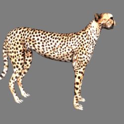 cheetah 3d model obj 132625