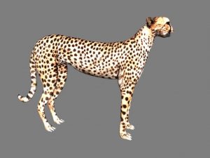 Cheetah 3d Model Flatpyramid