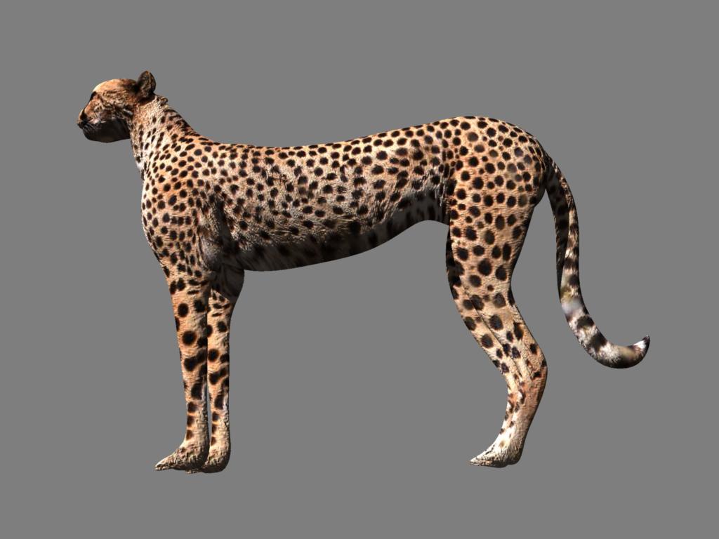 cheetah3d scripts