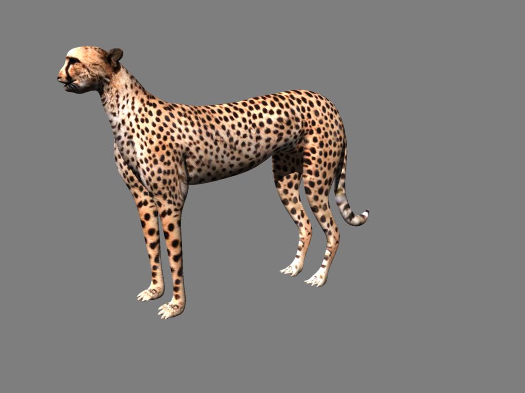 cheetah 3d 5.5 cheetah 3d 5.5
